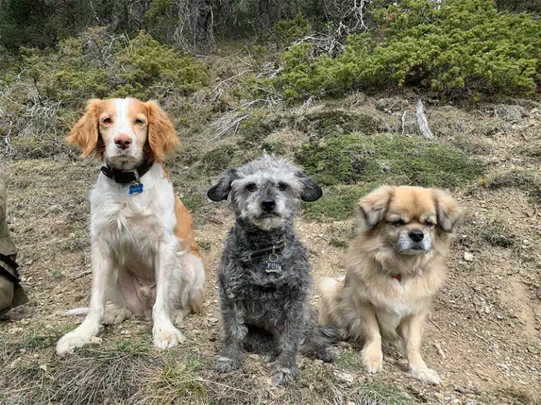 blog-Osmosewasser 51 drei Hunde Umkehrosmoseanlage Haustiere