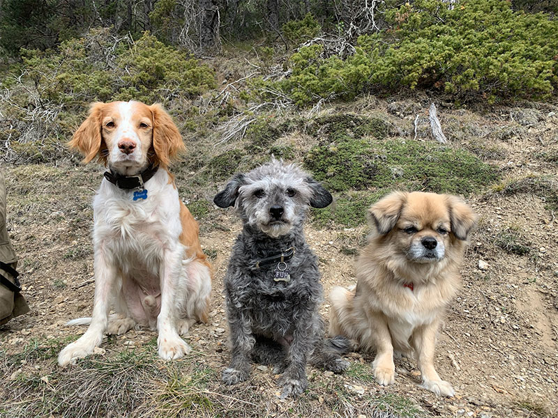 drei Hunde Umkehrosmoseanlage Haustiere